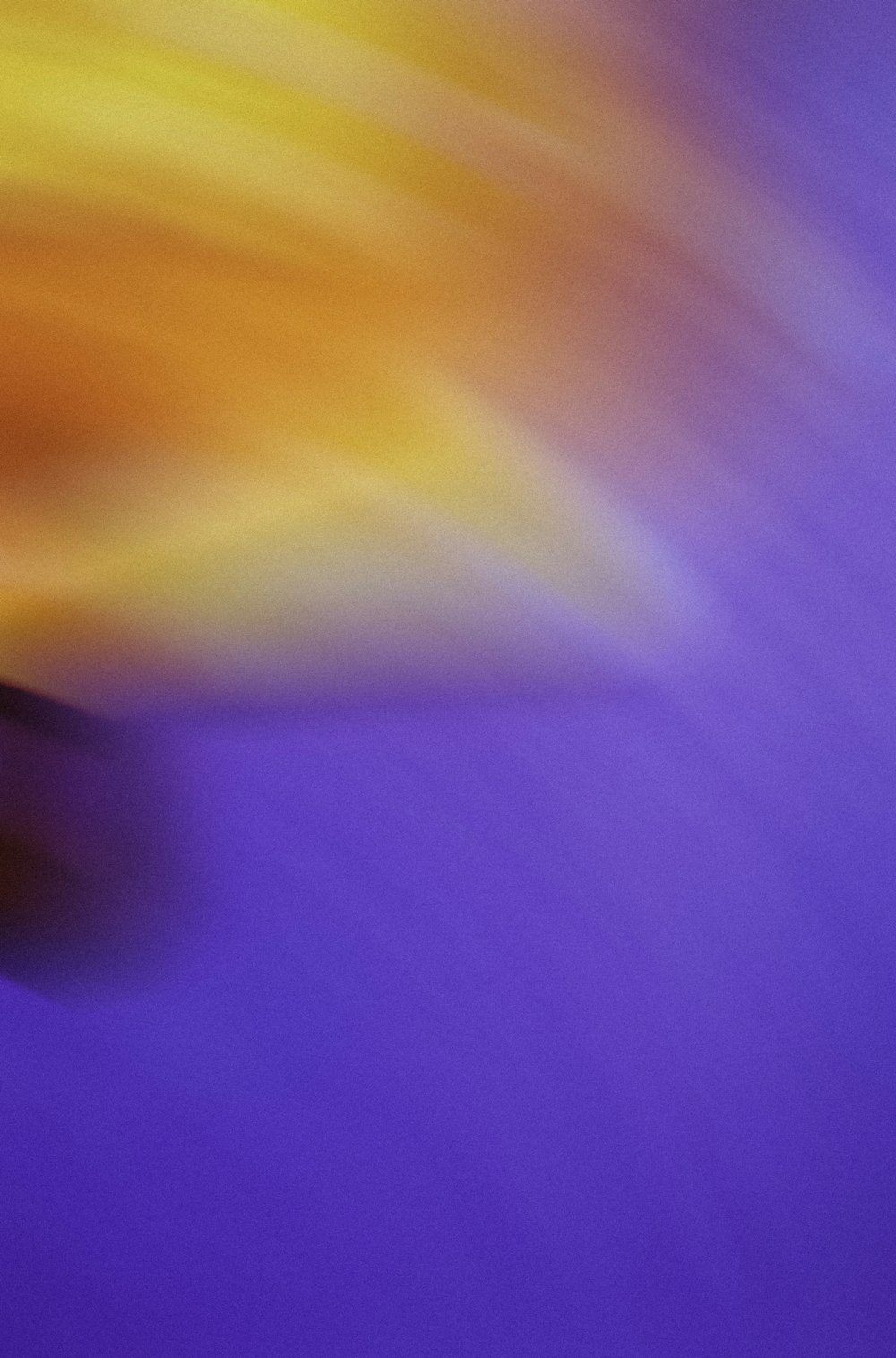a blurry photo of a purple and yellow object