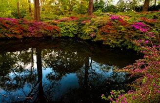 A peaceful scene blending nature and Ayurveda symbols in harmony.