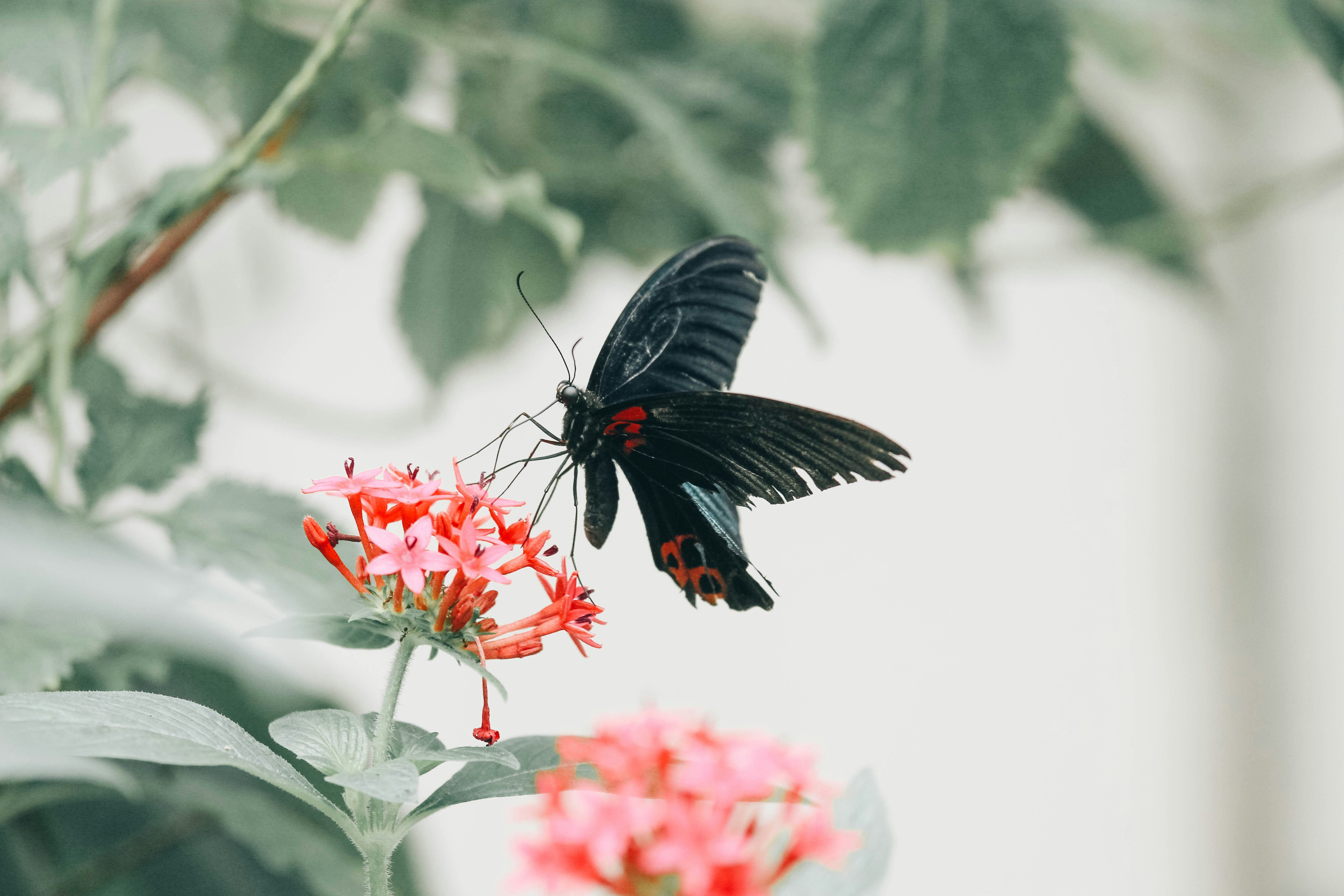 Photo by litemessmor