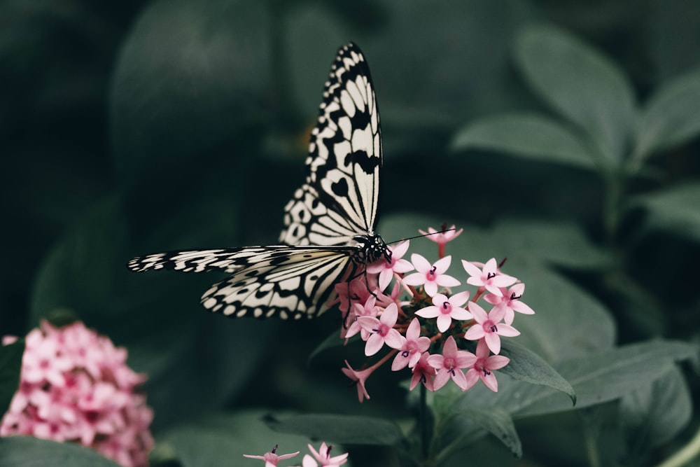 a black and white butterfly sitting on a pink flower