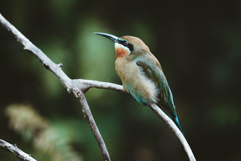 a small bird perched on a tree branch