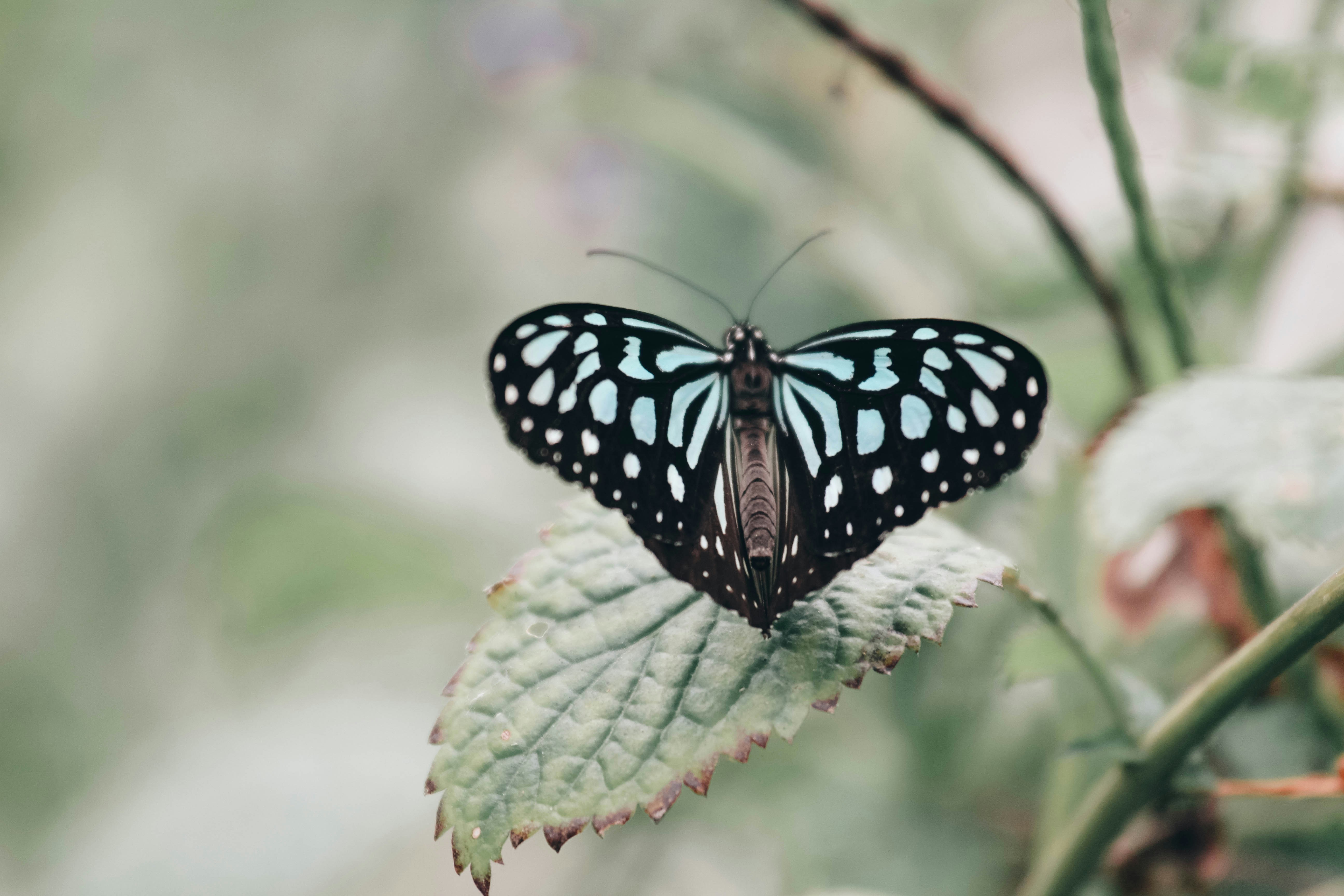 Photo by litemessmor