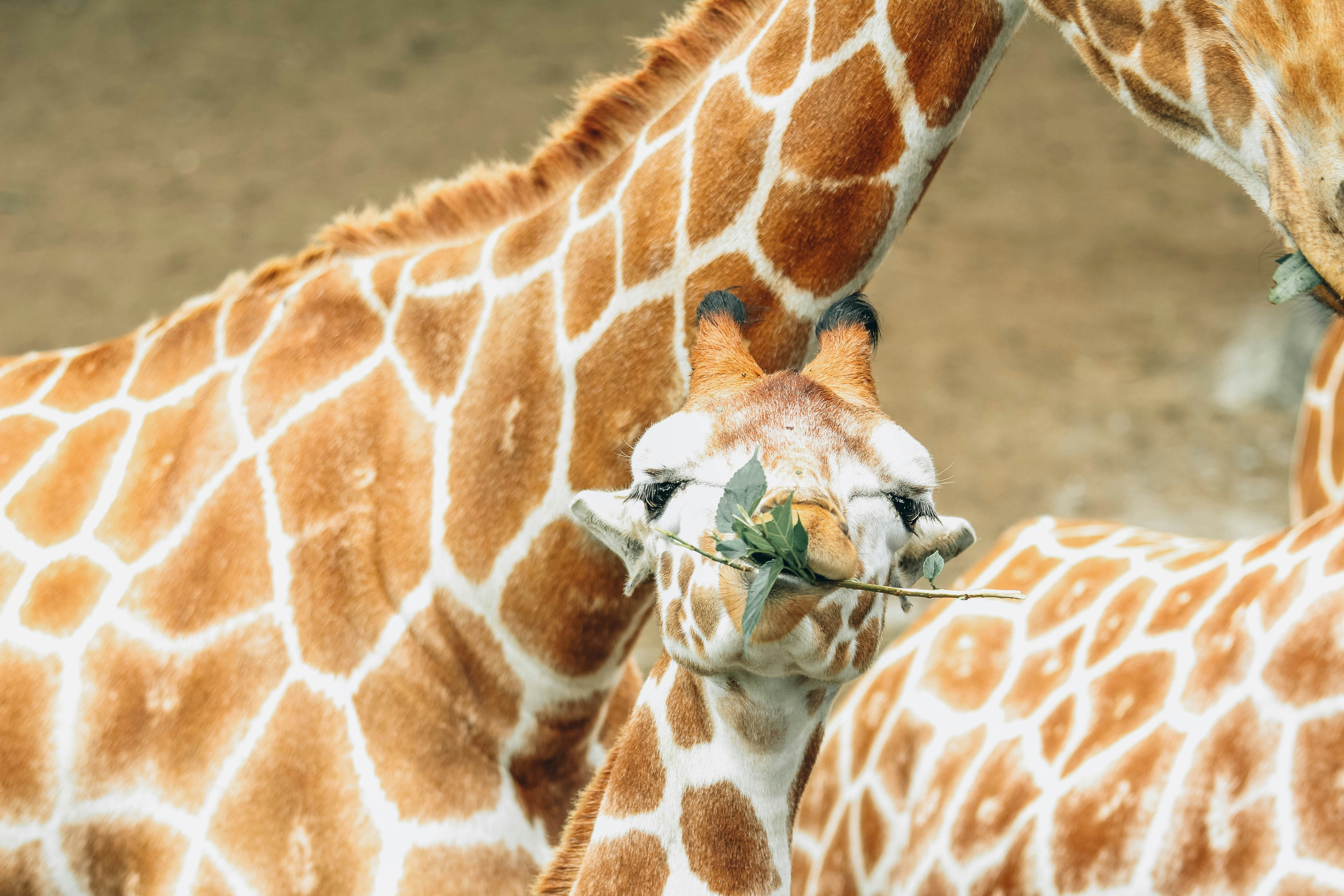 Photo by litemessmor