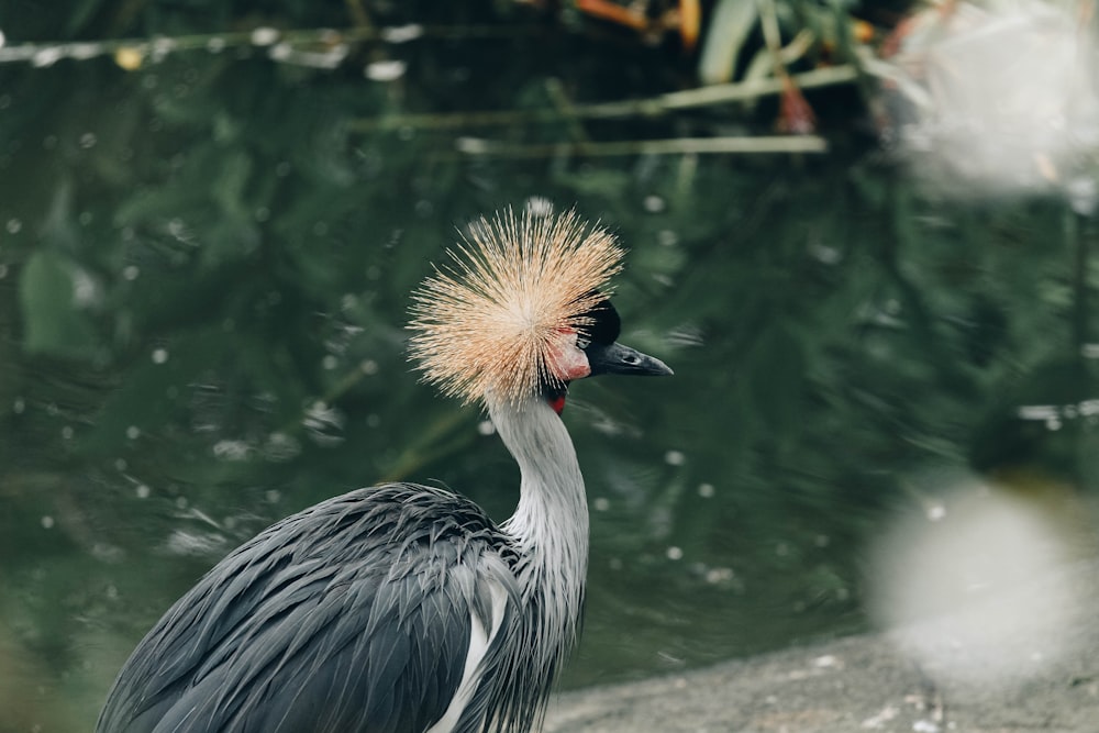 a bird with a mohawk standing in front of a body of water