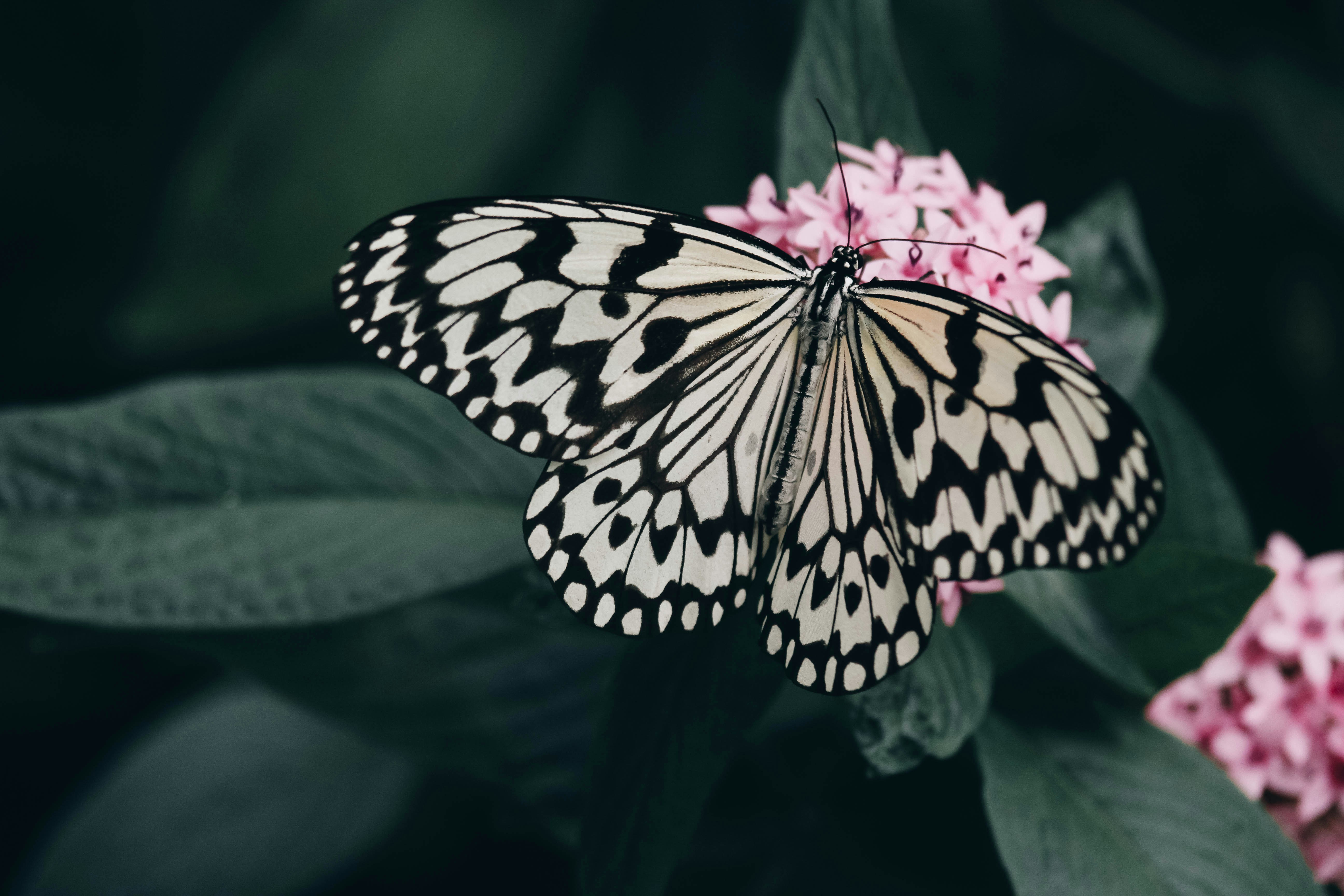 Photo by litemessmor