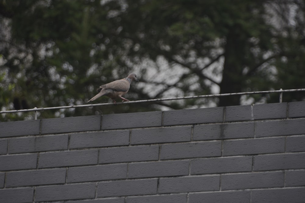 a bird is perched on top of a brick wall