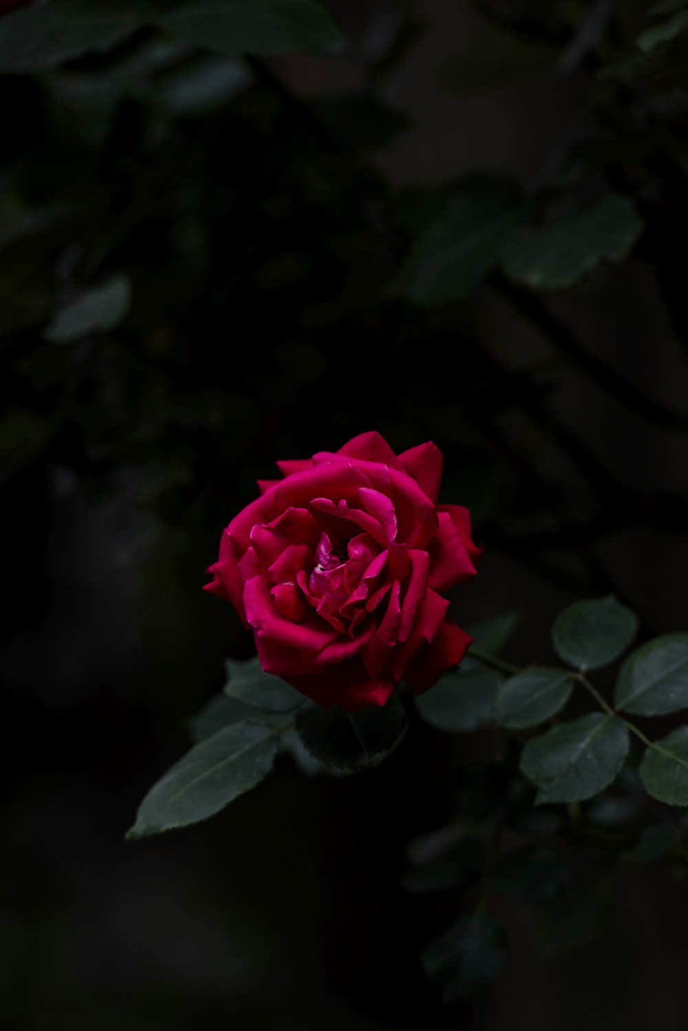 una rosa rossa con foglie verdi su uno sfondo scuro