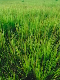 A lush field of G22 vetiver grass showcasing its vibrant green color.