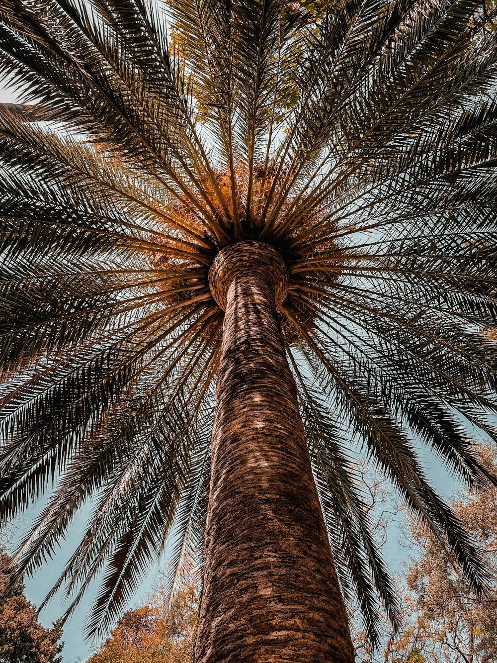 a tall palm tree with a blue sky in the background