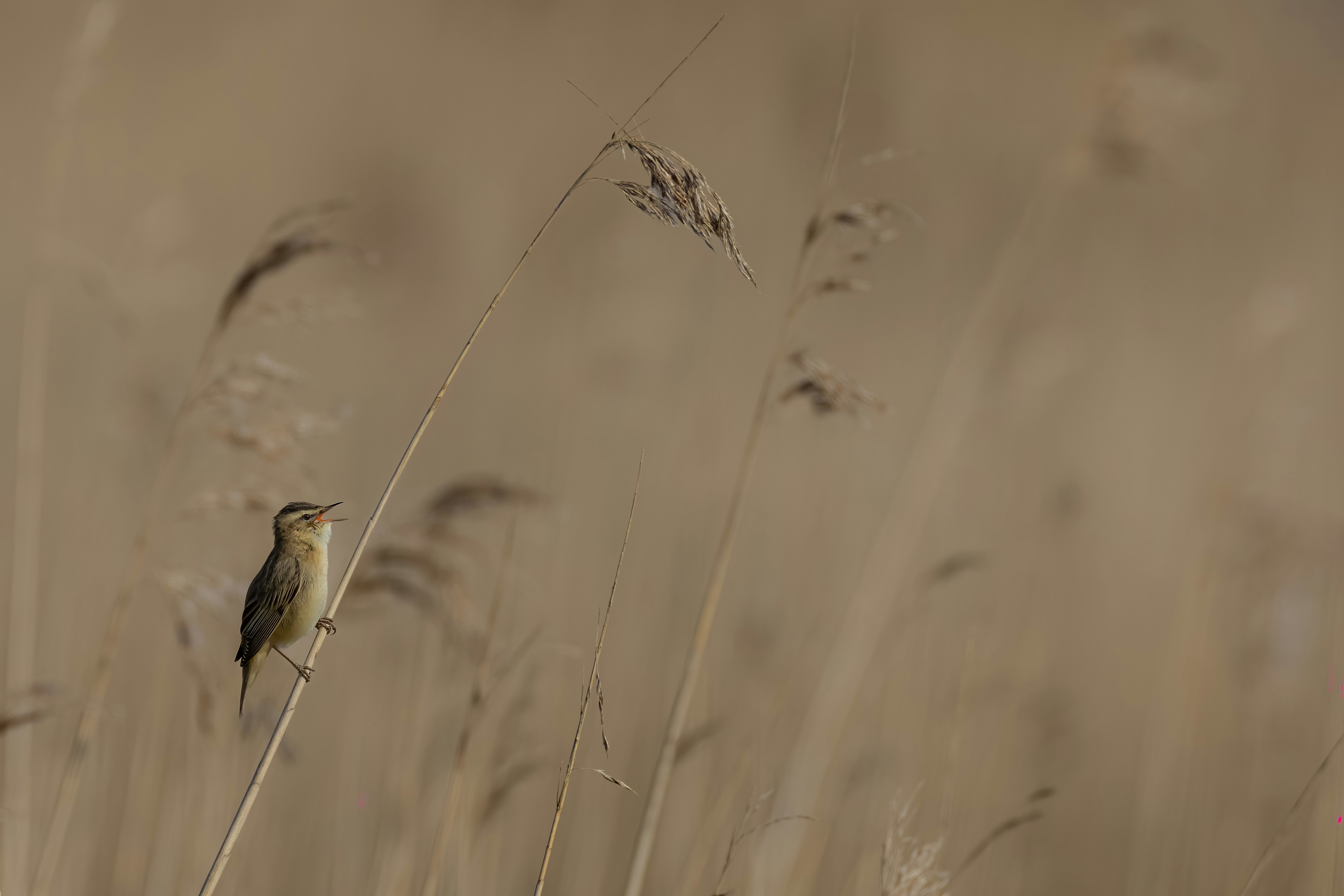 Photo by vincentvanzalinge