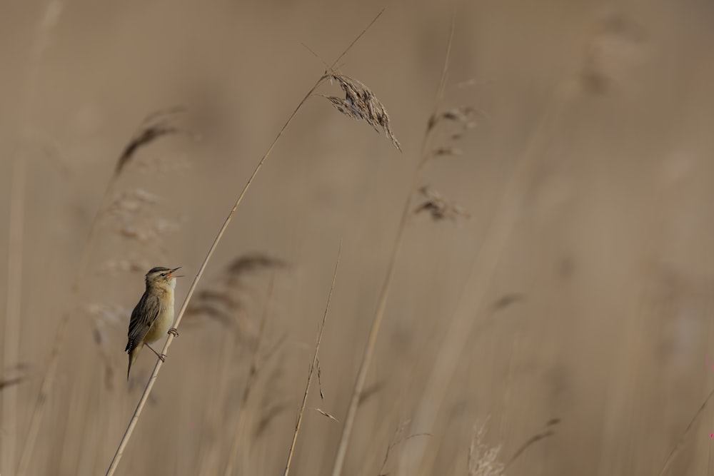 a small bird sitting on top of a dry grass field