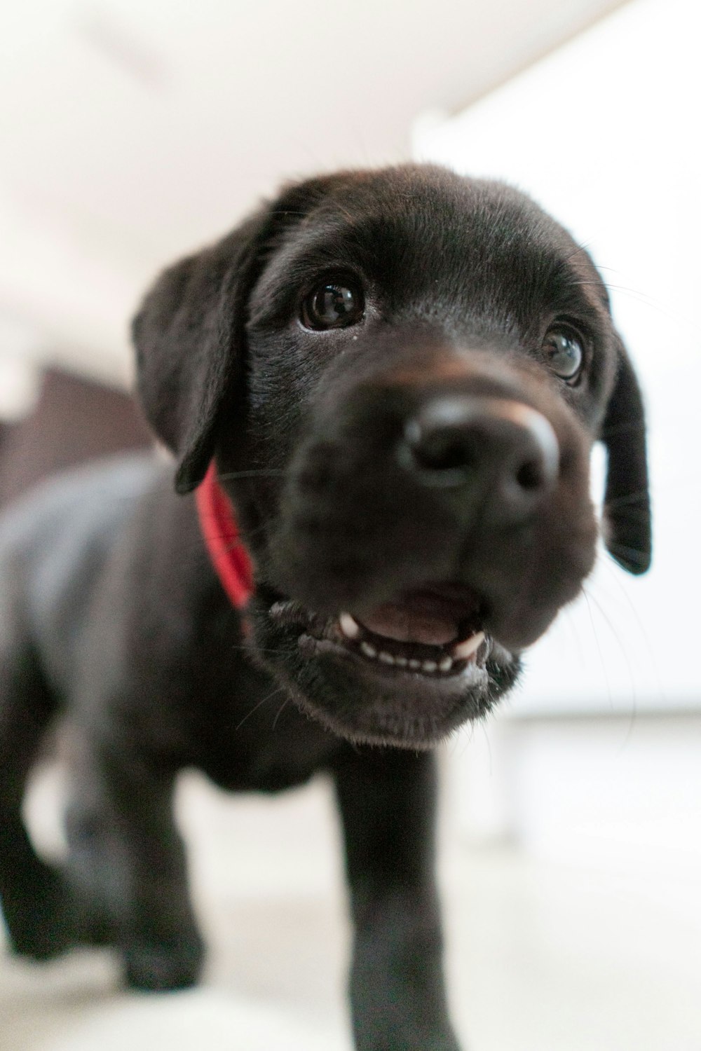 a small black dog standing on top of a white floor