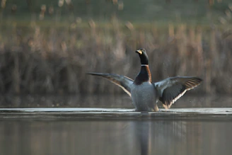 A close-up of a vibrant mallard duck gliding across a serene pond surrounded by reeds.