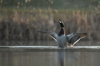 Mallard ducks taking flight over a serene pond, with a hunter in the background wearing a Delta Creek Outfitters shirt.
