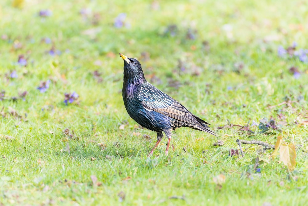 a black bird standing on top of a lush green field