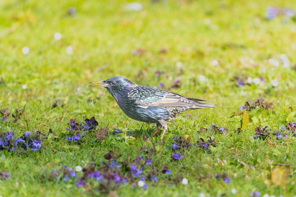 a small bird standing on a lush green field