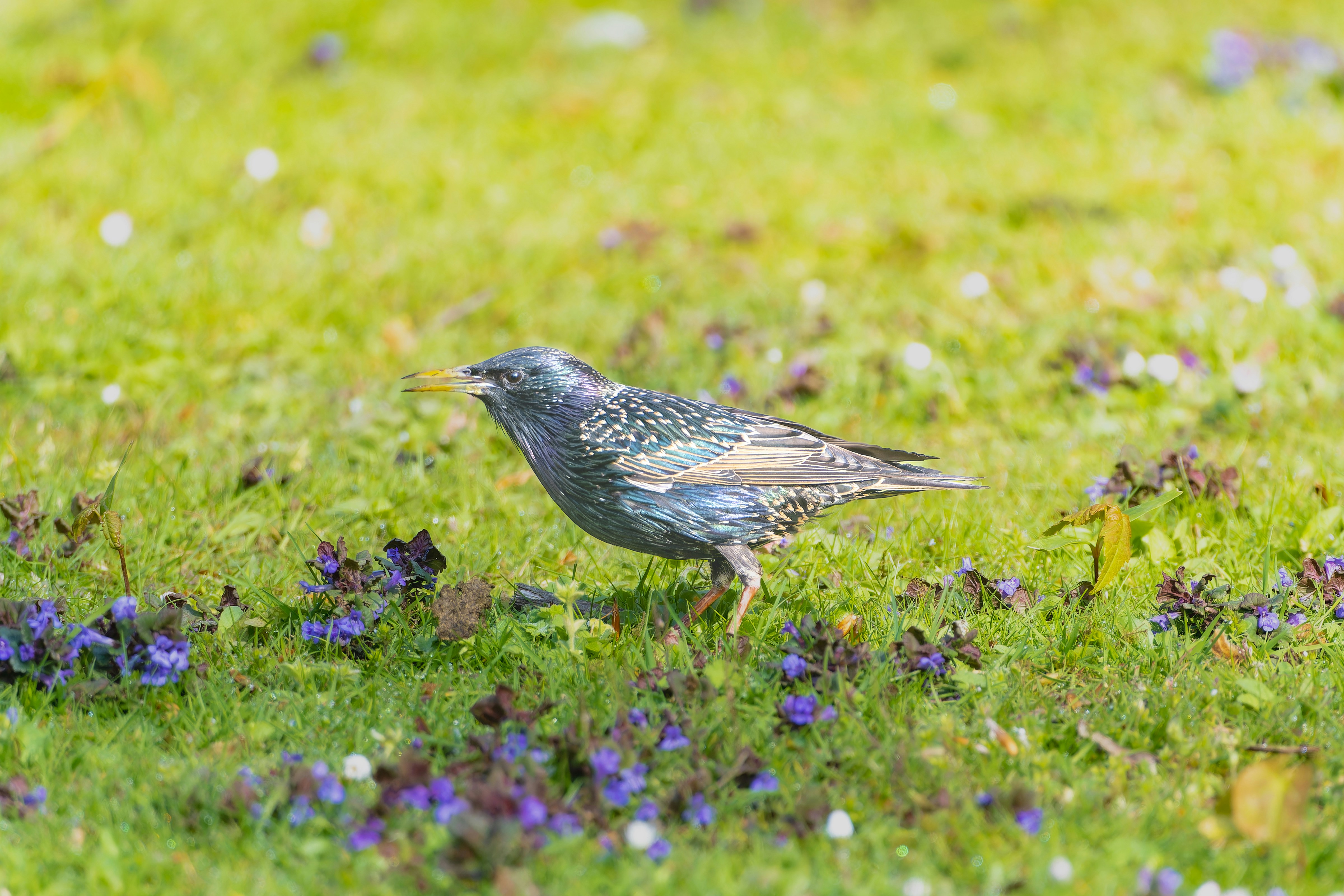 a small bird standing on a lush green field