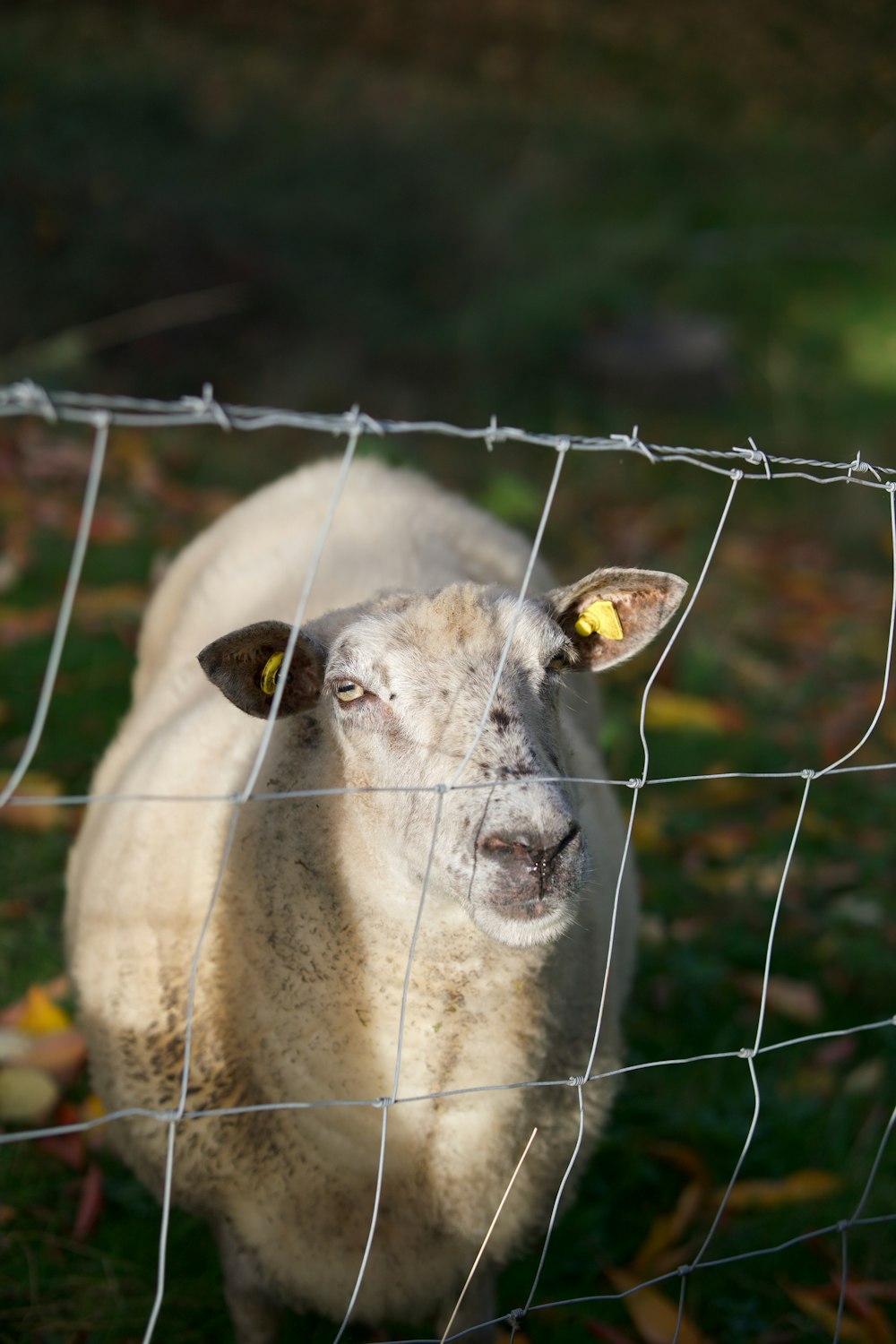 a white sheep standing behind a wire fence