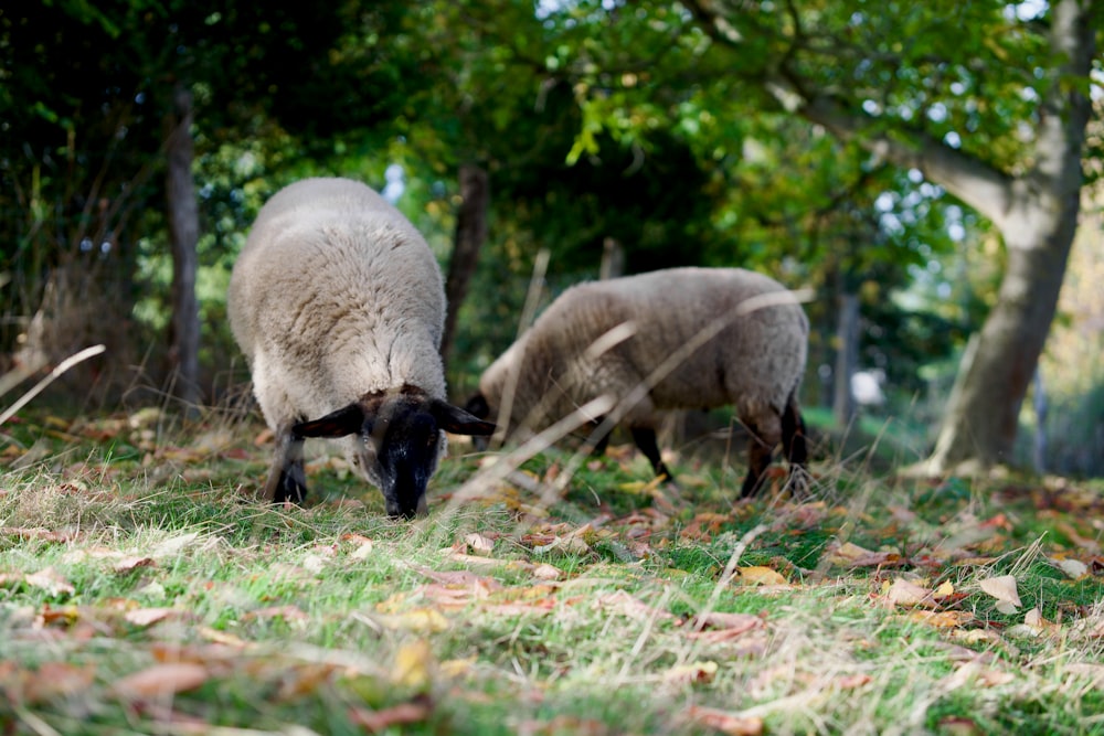 two sheep grazing on grass in a wooded area