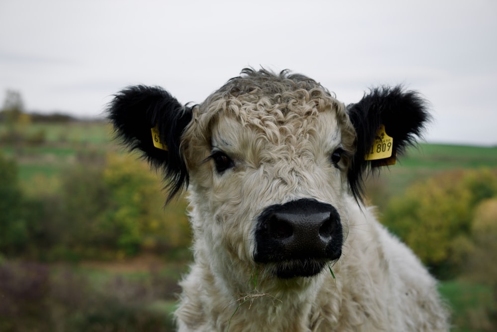 a close up of a cow in a field