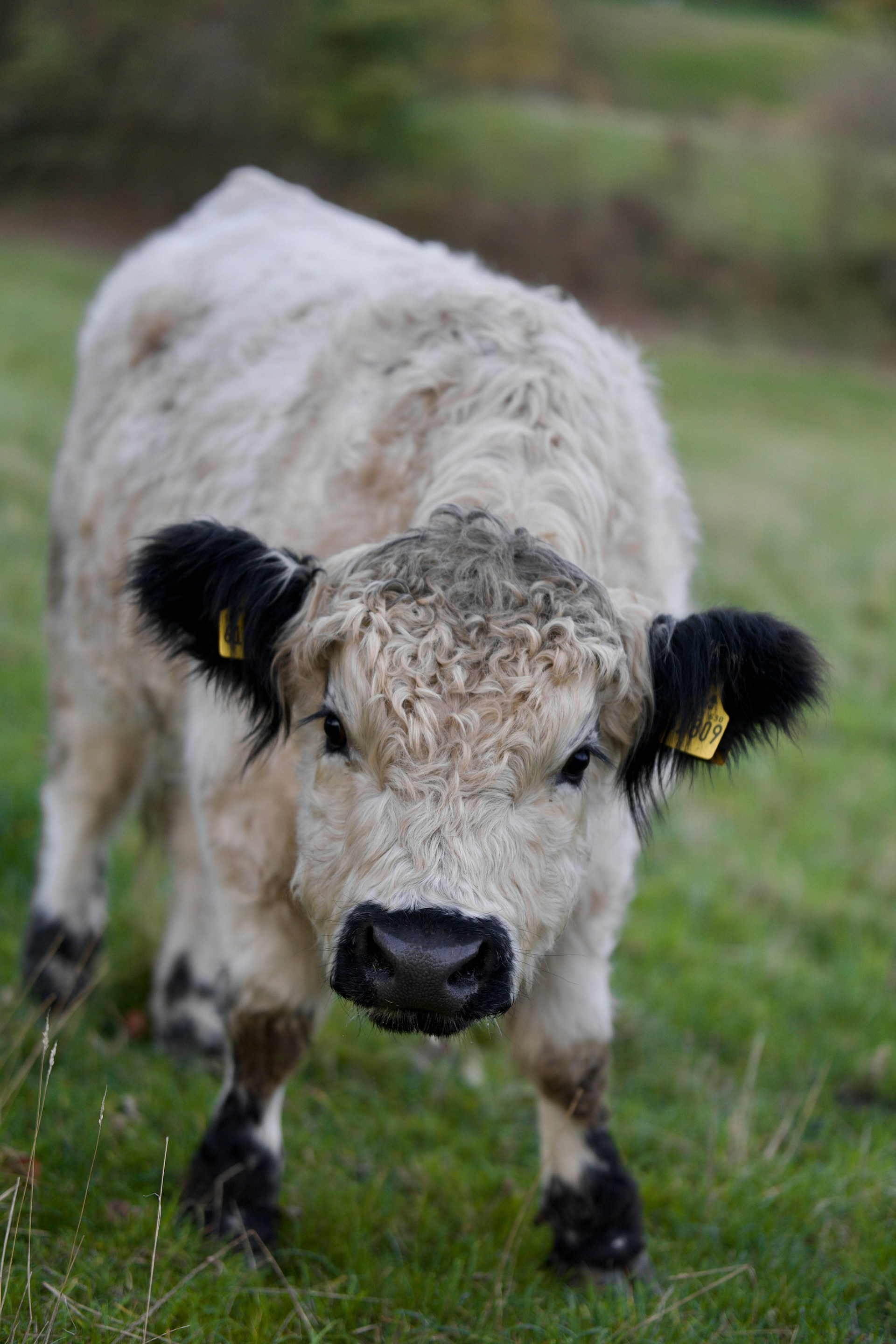 a close up of a cow in a field of grass