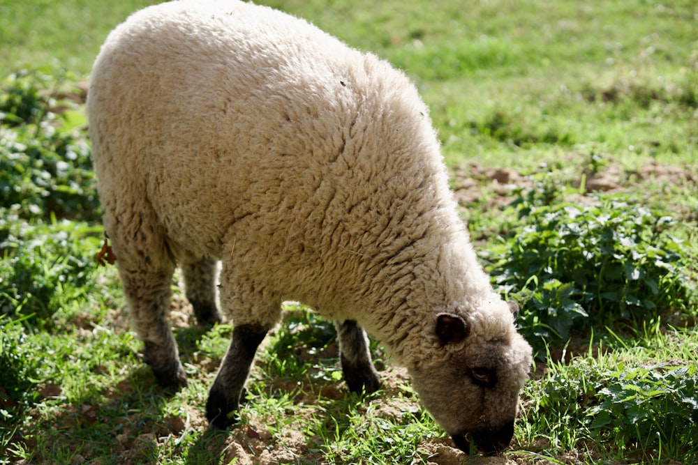 a sheep grazing on grass in a field