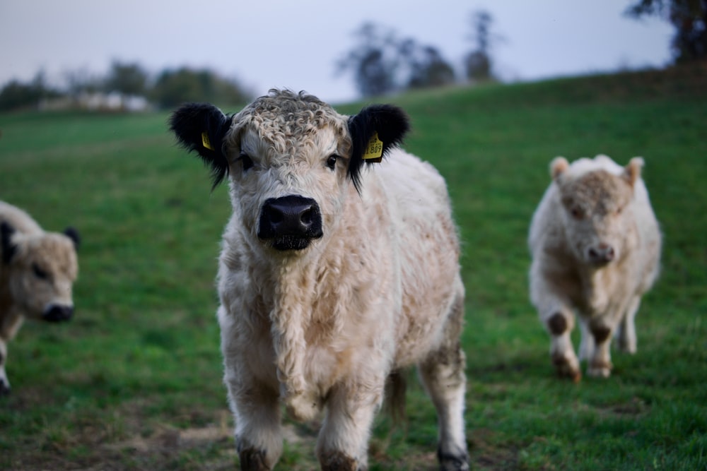 a group of cows standing on top of a lush green field