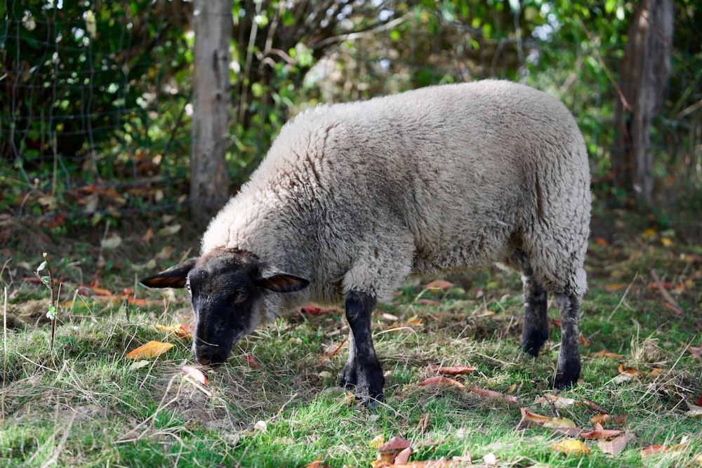 un mouton debout dans l’herbe près de quelques arbres