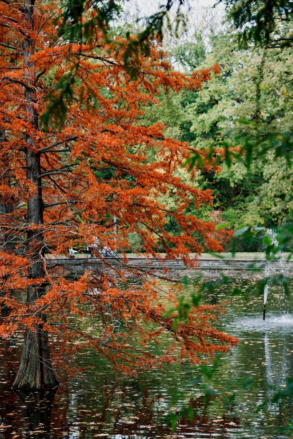 a pond surrounded by trees with orange leaves