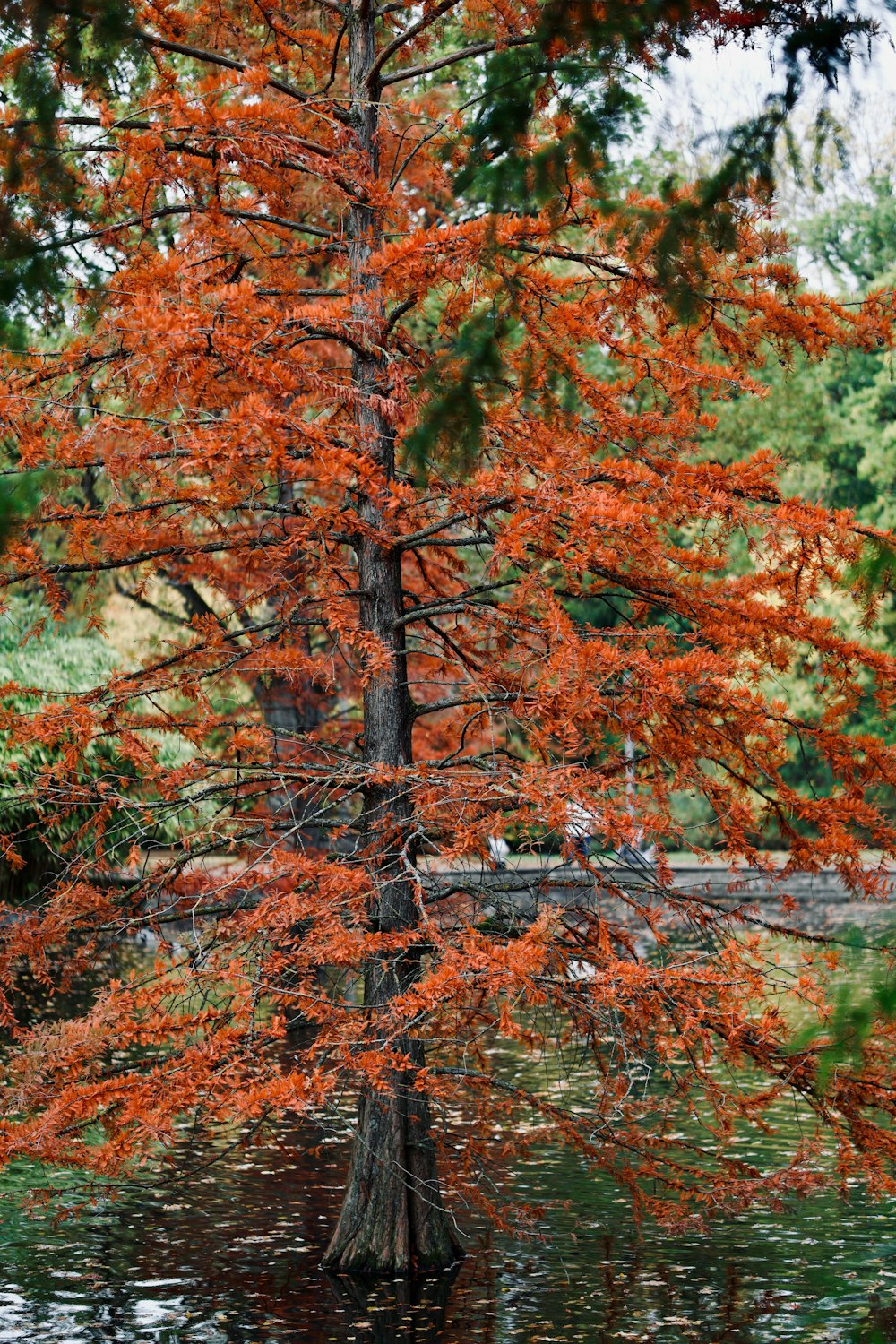 a tree with red leaves in a pond