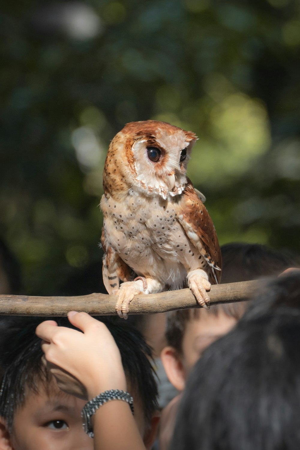 a small owl sitting on top of a wooden stick
