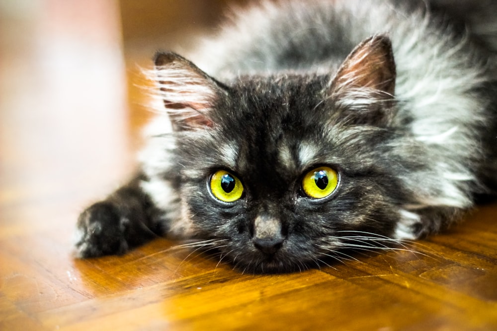 a black cat with yellow eyes laying on a wooden floor
