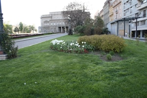 A landscaped urban area with a manicured lawn and a flowerbed containing white tulips. There are bushes and small trees lining a pathway that leads to a large, historical-looking building. Trees and shrubs frame the scene, and several multi-story buildings are visible in the background.