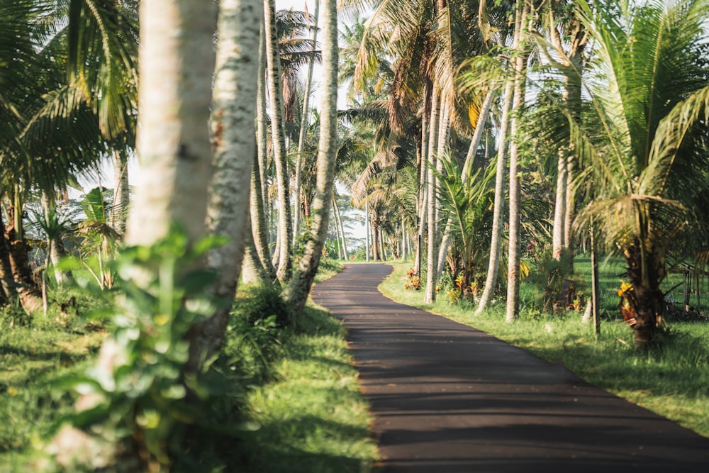 a road surrounded by palm trees on a sunny day