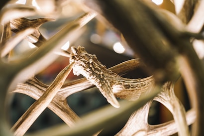 Antlers with a textured surface are intertwined, creating an intricate pattern. The image is focused on the detailed texture of the antlers, highlighted by soft lighting and a blurred background, giving it an artistic and naturalistic feel.