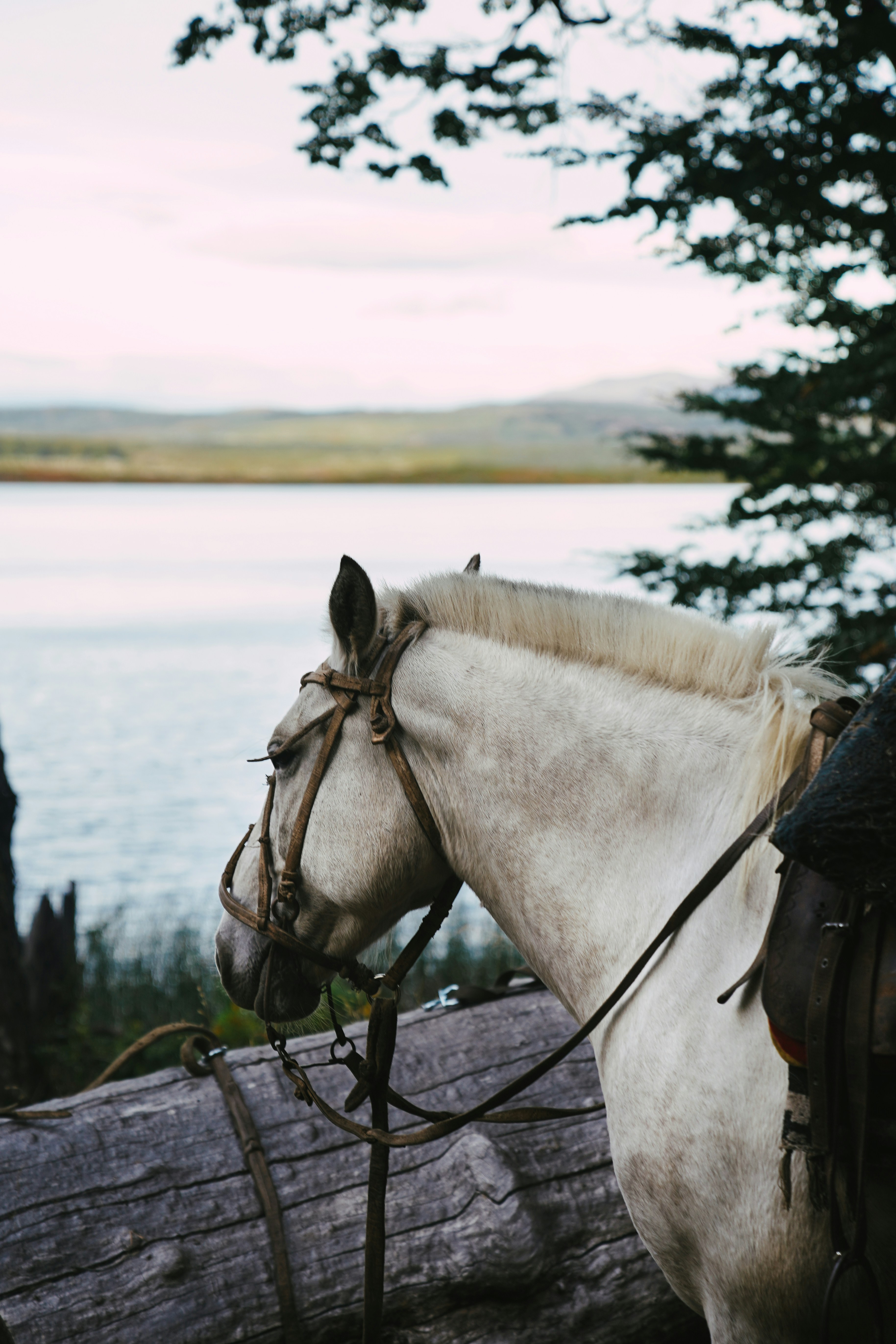 A white horse standing next to a tree log photo – Free Horses Image on  Unsplash, image size:3000x4500
