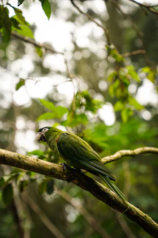 A gentle green parrot perched on a soft branch bathed in warm morning light.