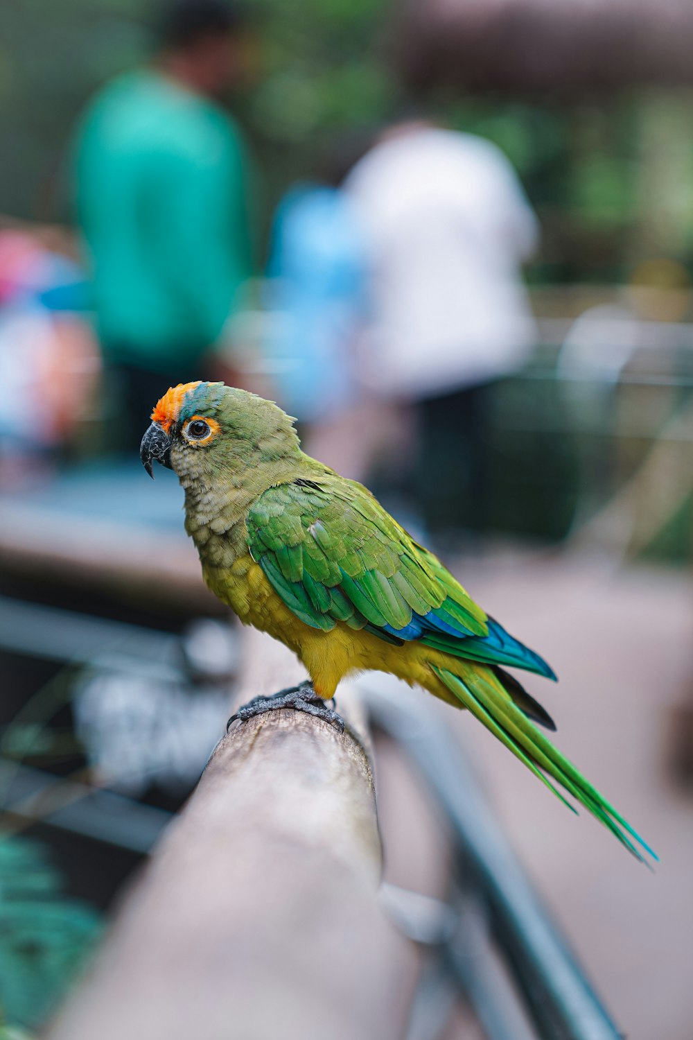 a green and yellow bird sitting on a rail