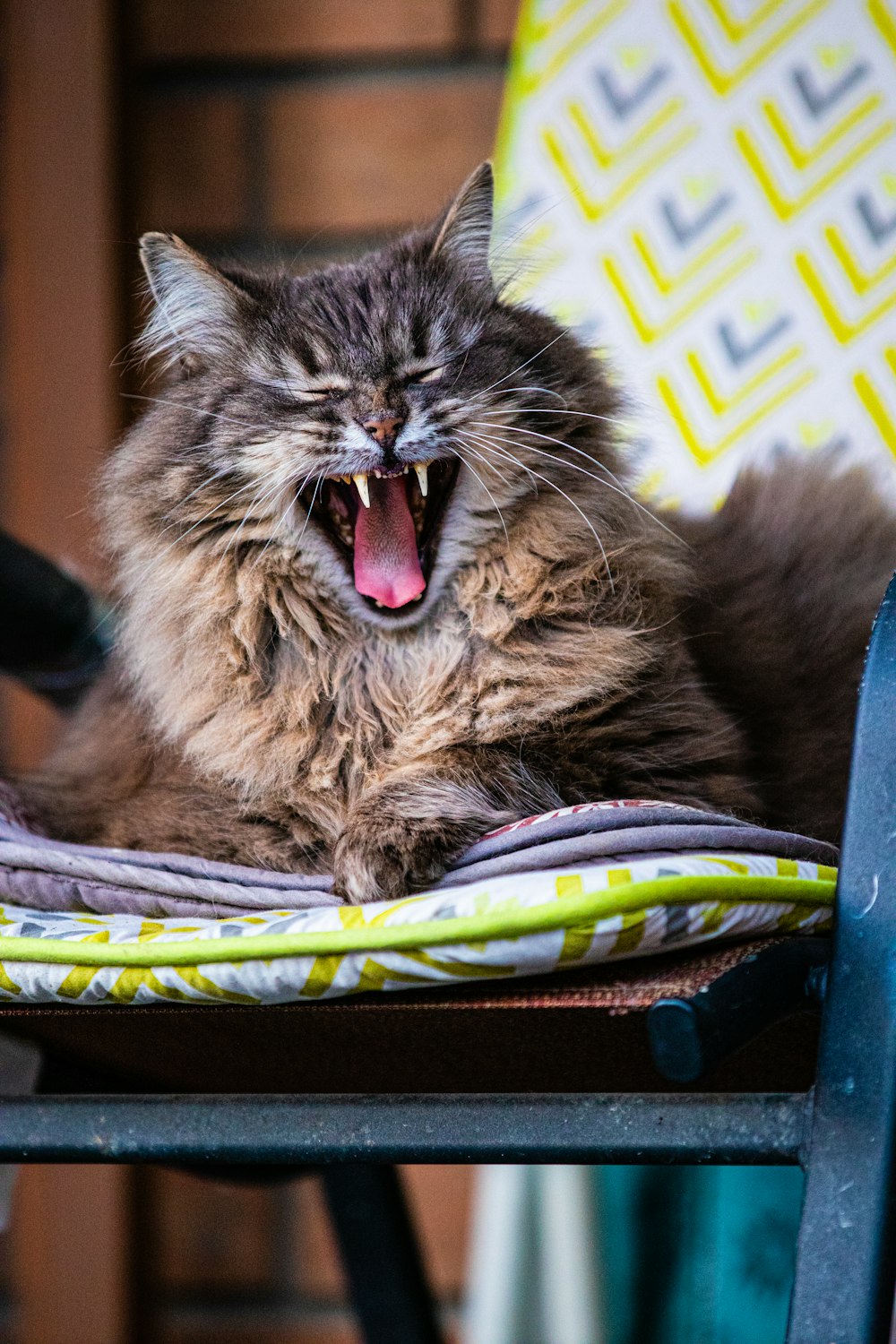 a cat yawns while sitting on a chair