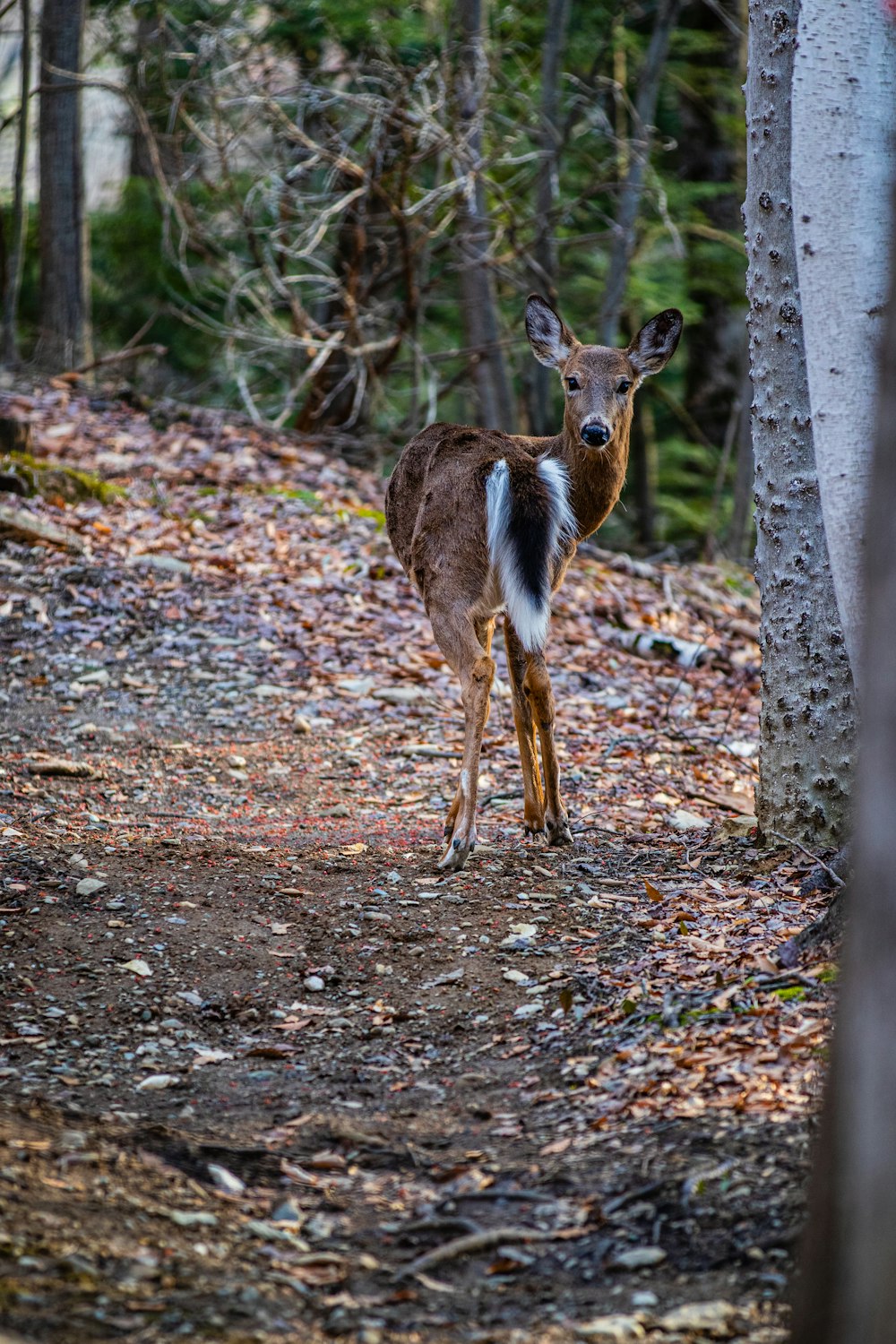 a deer standing in the middle of a forest