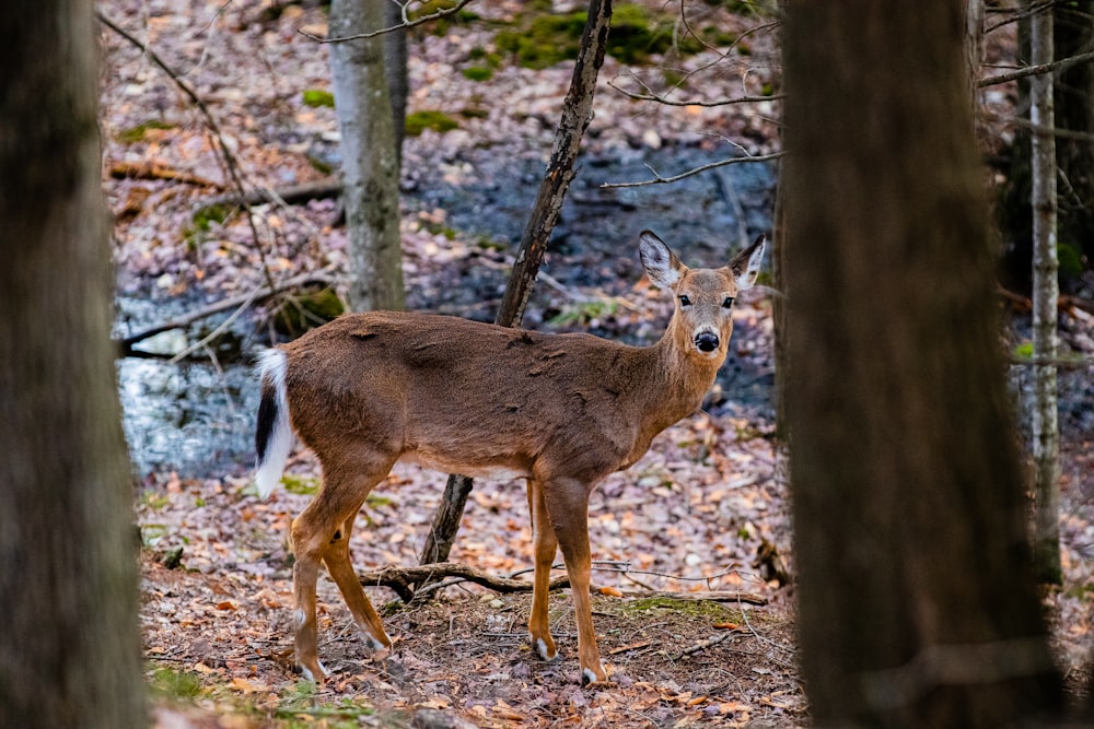 a deer standing in a forest next to a stream