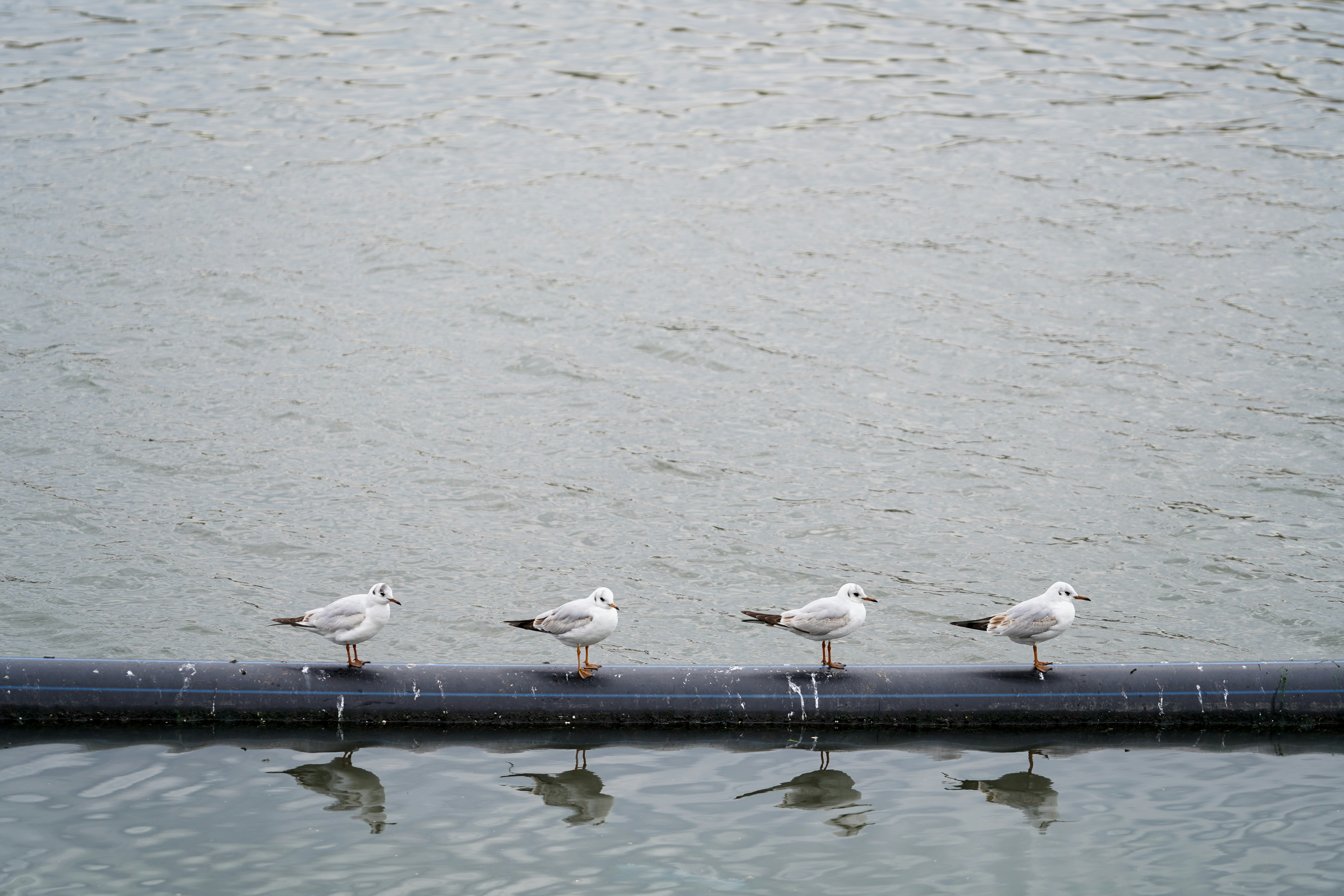 four seagulls are standing on a pipe in the water - the daltons - four-seagulls-are-standing-on-a-pipe-in-the-water-am94Sw3-fwI