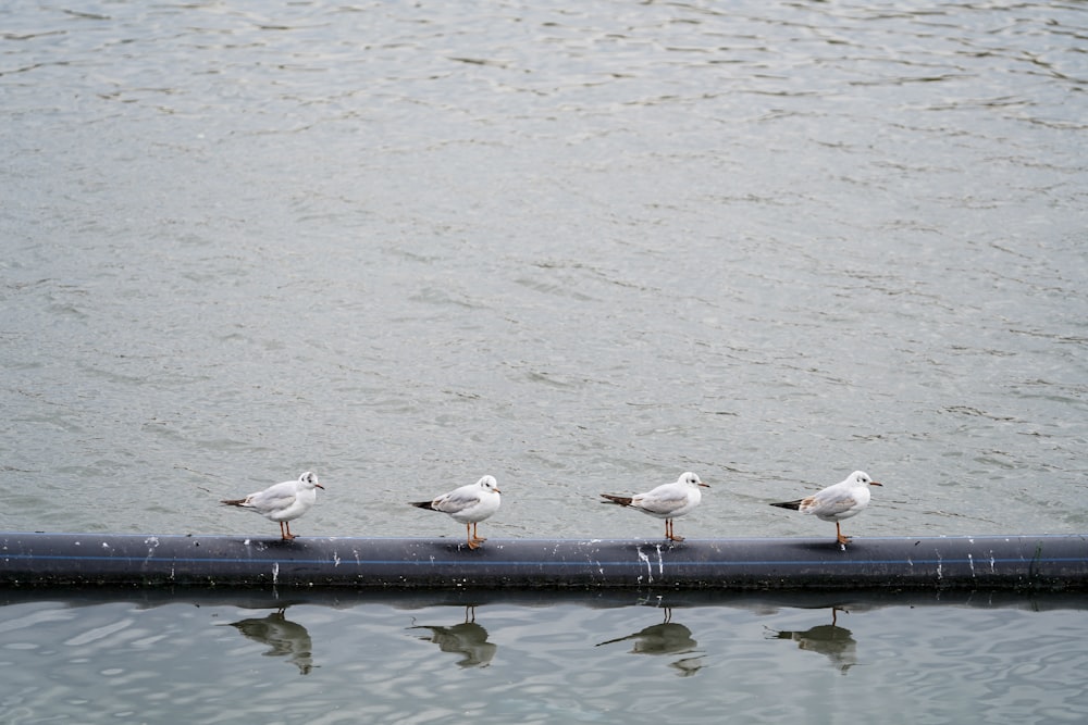 four seagulls are standing on a pipe in the water