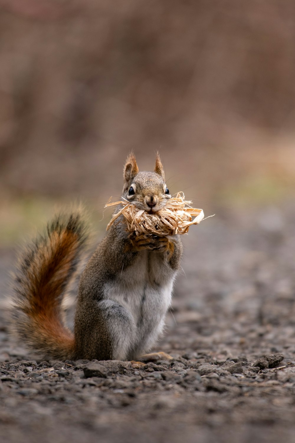 a squirrel is holding a bunch of hay in its mouth