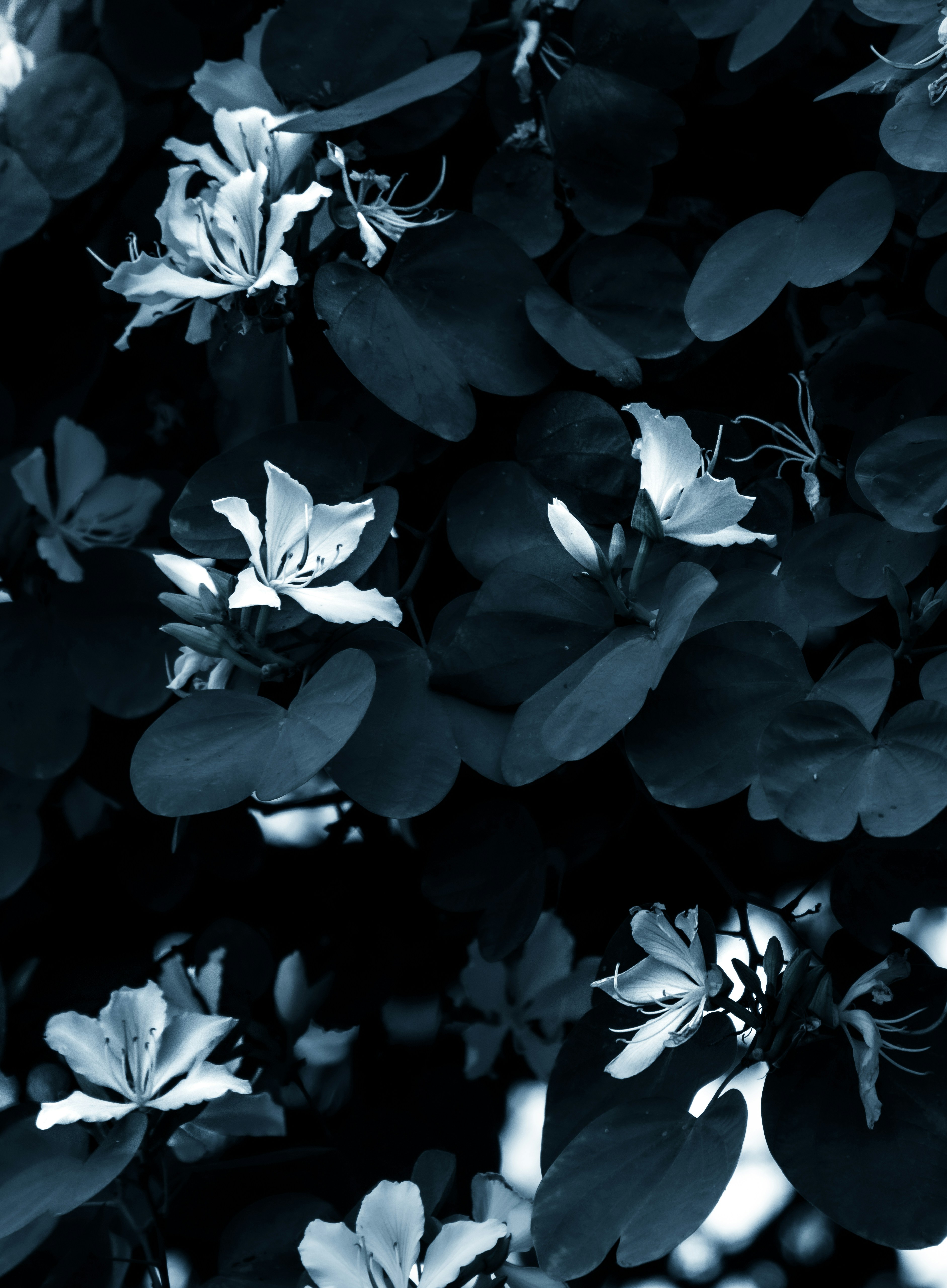 Photo by tomatopictures1