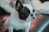 Black and white portrait of a thoughtful French bulldog with a minimalist black backdrop.