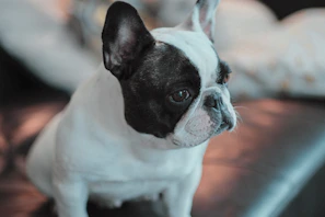 Close-up portrait of a playful lilac French Bulldog puppy sitting on cream white background
