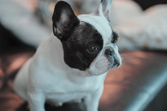 Close-up portrait of a playful lilac French Bulldog puppy sitting on cream white background