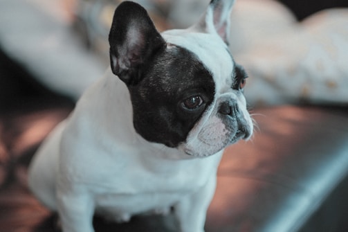 Black and white portrait of a thoughtful French bulldog with a minimalist black backdrop.
