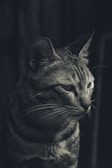 A detailed close-up of a tabby cat's face, featuring prominent whiskers and a focused expression. The image is rendered in monochrome, highlighting the patterns in the cat's fur.